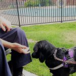 When is a Dog a Service  Dog OR an Excuse?